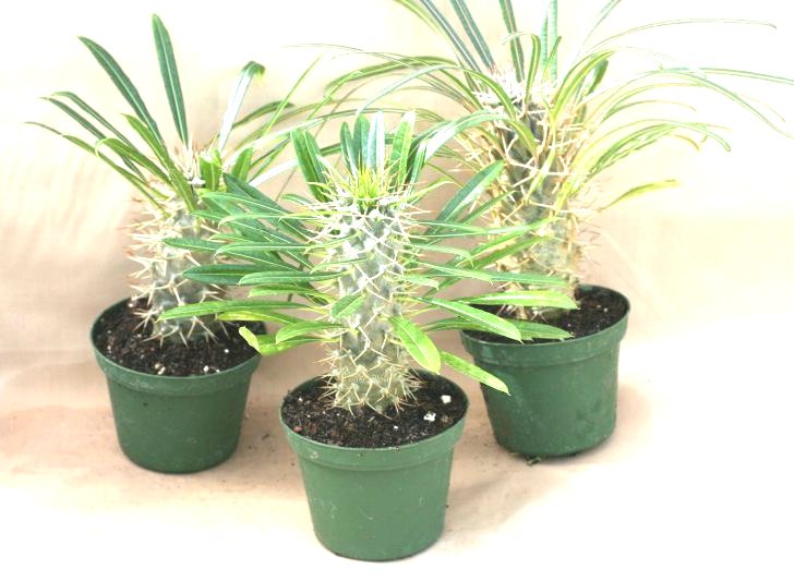 4" Madagascar Palm